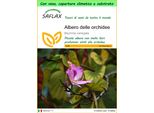 Saflax Garden To Go - Albero Delle Orchidee - 8 Semi - Bauhinia