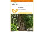 Saflax Garden In The Bag - Baniano - 20 Semi - Ficus