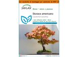 Saflax Garden In The Bag - Storace Americano - 100 Semi - Liquidamber
