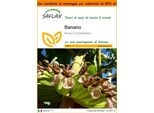 Saflax Garden In The Bag - Banano - 10 Semi - Musa