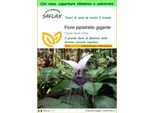 Saflax Garden To Go - Fiore Pipistrello Gigante - 10 Semi - Tacca