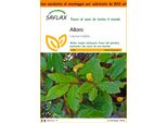 Saflax Garden In The Bag - Alloro - 6 Semi - Laurus