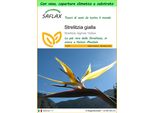 Saflax Garden To Go - Strelitzia Gialla - 4 Semi - Strelitzia