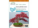 Saflax Garden In The Bag - Acero Palmato Rosso - 20 Semi - Acer