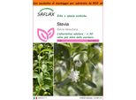Saflax Garden In The Bag - Stevia - 100 Semi - Stevia