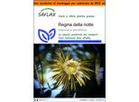 Saflax Garden In The Bag - Regina Della Notte - 40 Semi - Selenicerus