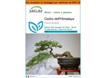 Saflax Garden In The Bag - Cedro Dell'himalaya - 35 Semi - Cedrus