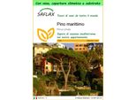 Saflax Garden To Go - Pino Marittimo - 6 Semi - Pinus