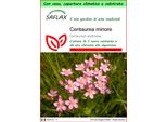 Saflax Garden To Go - Centaurea Minore - 250 Semi - Centaurium
