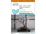 Saflax Garden In The Bag - Ciliegio Del Giappone / Sakura - 30 Semi - Prunus