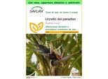 Saflax Garden To Go - Uccello Del Paradiso - 5 Semi - Strelitzia