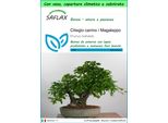 Saflax Garden To Go - Ciliegio Canino / Magaleppo - 30 Semi - Prunus