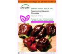 Saflax Garden In The Bag - Peperoncino Habanero Chocolate - 10 Semi - Capsicum