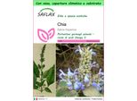 Saflax Garden To Go - Chia - 500 Semi - Salvia