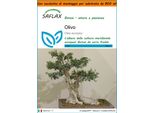 Saflax Garden In The Bag - Olivo - 20 Semi - Olea