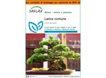Saflax Garden In The Bag - Larice Comune - 75 Semi - Larix