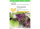 Saflax Garden To Go - Pianta Pipistrello - 10 Semi - Tacca