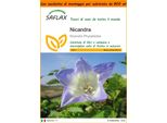 Saflax Garden In The Bag - Nicandra - 100 Semi - Nicandra