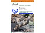 Saflax Garden In The Bag - Orocereus - 40 Semi - Oreocereus