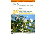 Saflax Garden In The Bag - Mirto - 30 Semi - Myrtus