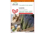 Saflax Garden In The Bag - Lavanda - 150 Semi - Lavandula