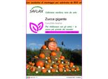 Saflax Garden In The Bag - Zucca Gigante - 7 Semi - Cucurbita