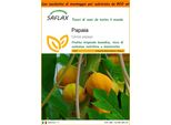 Saflax Garden In The Bag - Papaia - 30 Semi - Carica