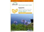 Saflax Garden In The Bag - Agapanto - 50 Semi - Agapanthus