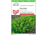 Saflax Garden To Go - Erba Stella - 100 Semi - Alchemilla