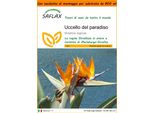 Saflax Garden In The Bag - Uccello Del Paradiso - 5 Semi - Strelitzia