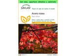 Saflax Garden To Go - Acero Rosso - 20 Semi - Acer