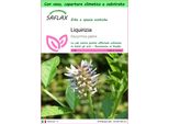 Saflax Garden To Go - Liquirizia - 30 Semi - Glycyrrhiza