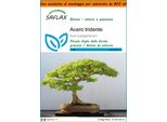 Saflax Garden In The Bag - Acero Tridente - 30 Semi - Acer