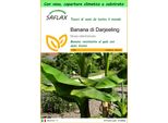 Saflax Garden To Go - Banana Di Darjeeling - 5 Semi - Musa
