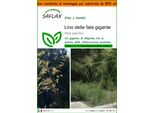 Saflax Garden In The Bag - Lino Delle Fate Gigante - 10 Semi - Stipa
