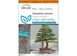 Saflax Garden In The Bag - Casuarina Comune - 200 Semi - Casuarina