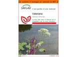 Saflax Garden In The Bag - Valeriana - 200 Semi - Valeriana