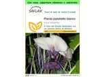 Saflax Garden To Go - Pianta Pipistrello Bianco - 10 Semi - Tacca
