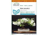 Saflax Garden In The Bag - Melo Selvatico - 30 Semi - Malus