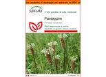 Saflax Garden In The Bag - Piantaggine - 100 Semi - Plantago