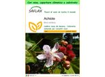 Saflax Garden To Go - Achiote - 20 Semi - Bixa