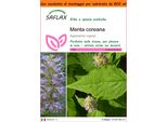 Saflax Garden In The Bag - Menta Coreana - 1200 Semi - Agastache