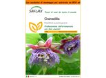 Saflax Garden In The Bag - Granadilla - 12 Semi - Passiflora