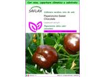 Saflax Garden To Go - Peperoncino Sweet Chocolate - 10 Semi - Capsicum
