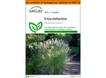 Saflax Garden In The Bag - Erba Elefantina - 200 Semi - Miscanthus