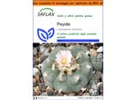 Saflax Garden In The Bag - Peyote - 20 Semi - Lophophora