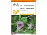 Saflax Garden In The Bag - Akebia A Cinque Foglie - 10 Semi - Akebia