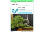 Saflax Garden To Go - Pino Giallo - 20 Semi - Pinus