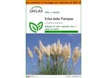 Saflax Garden In The Bag - Erba Delle Pampas - 200 Semi - Cortaderia
