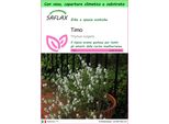Saflax Garden To Go - Timo - 200 Semi - Thymus